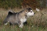 ALASKAN MALAMUTE 526